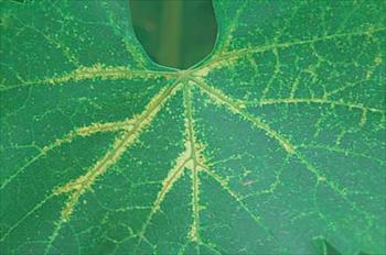 ویروئید لكه زرد مو (GYSVd)